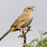 Botteri's Sparrow
